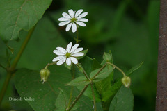 Stellaria media